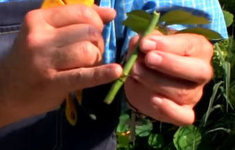Propagating roses from cuttings