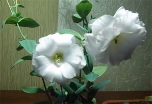 Lisianthus – Growing From Seed, Planting, Handling
