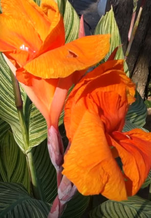 Cannas: Planting, Growing & Caring for Magnificent Canna Plants