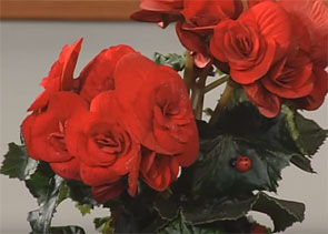 Handling & Care of Begonias Indoors: Common Difficulties